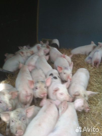 Поросята расстущие быстро