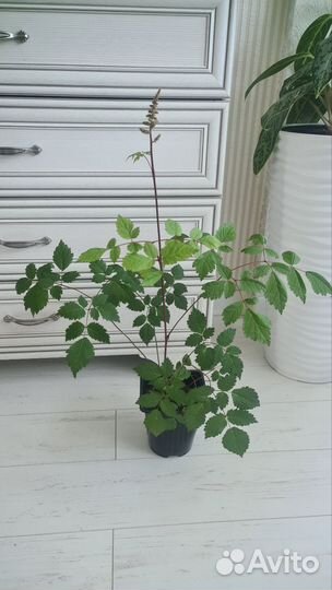 Астильба саженцы