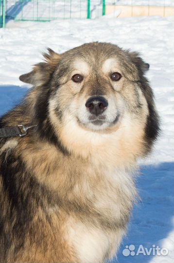 Дворняжка Костик ищет дом