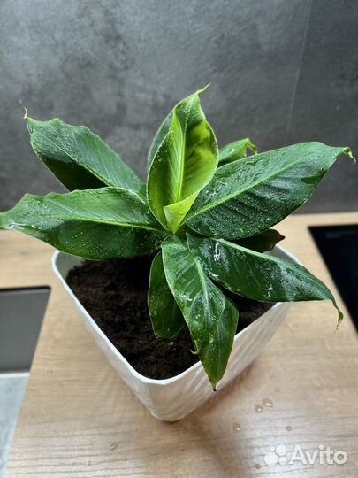 Банан (комнатный)