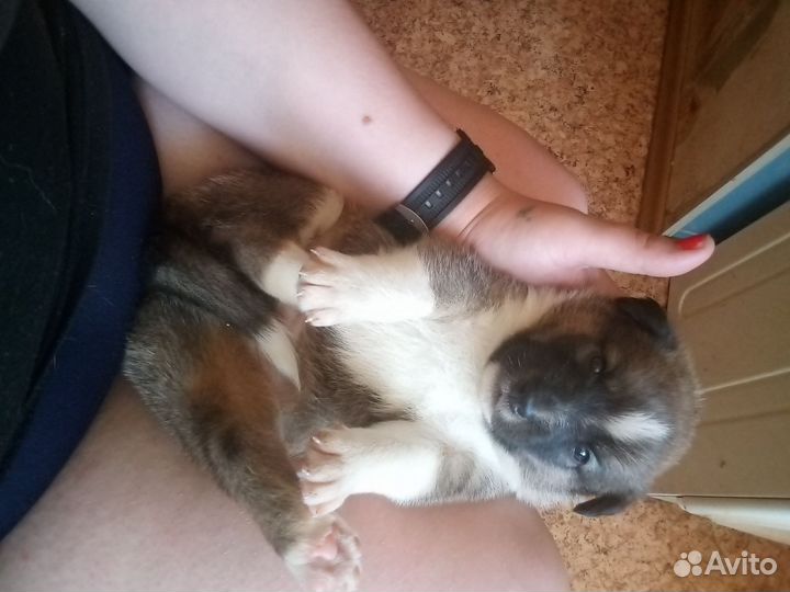 Щенки в добрые руки