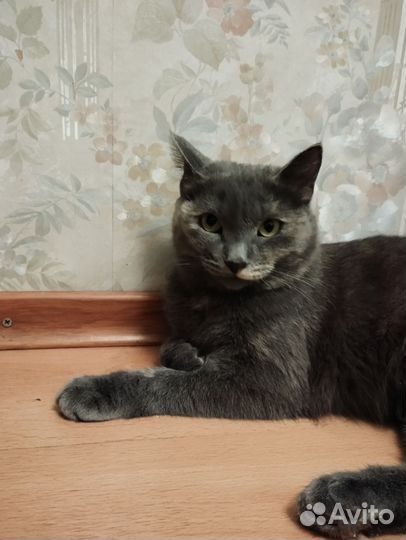 Кошка Герочка в добрые руки