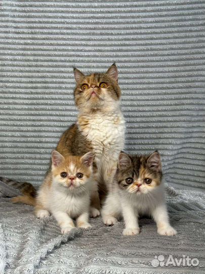 Котята экзоты