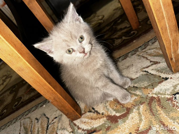 Котята короткошерстные