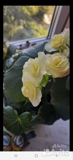 Бегония элатиор