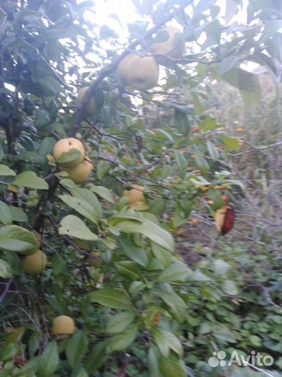 Японская айва- хеномелес, также есть кусты аронии