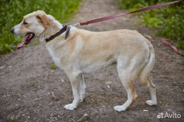 В добрые руки молодой красавчик Каспер