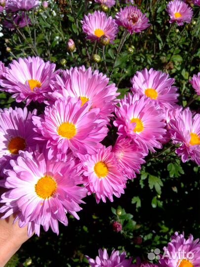 Хризантема