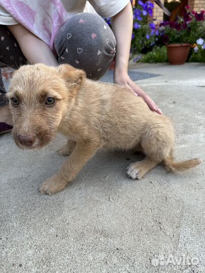 Собака дворняжка щенок