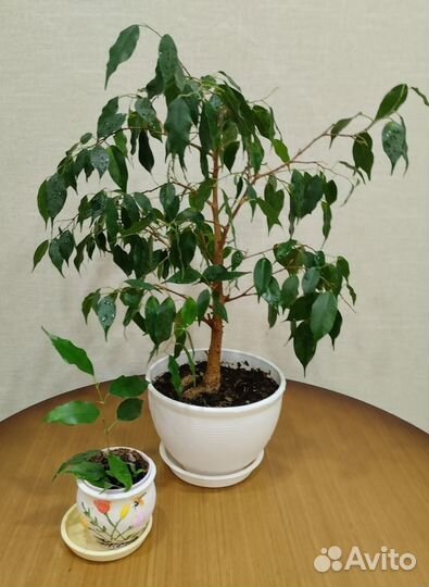 Комнатные цветы