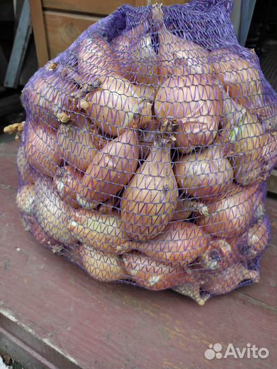Лук репчатый продажа