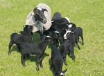 Молодые беременные овцематки с ягнятами