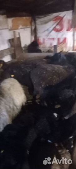 Бараны и овцы