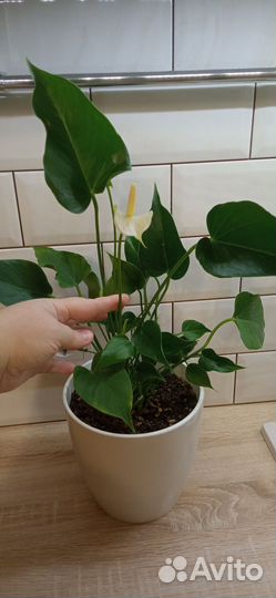 Антуриум белый, красный, розовый, Лилли