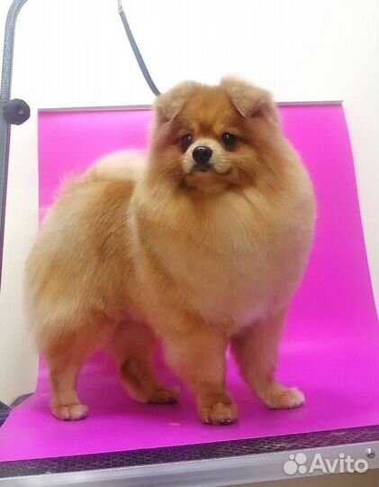 Стрижка собак