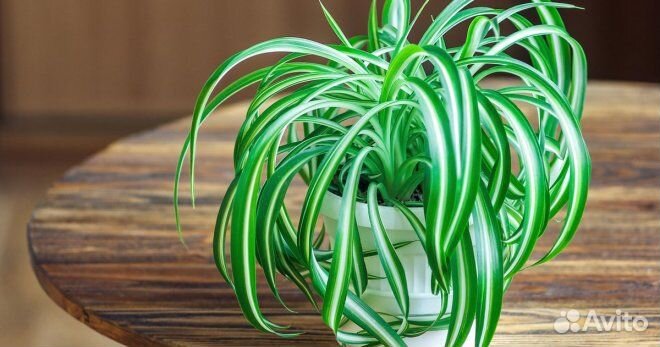 Хлорофитум кудрявый