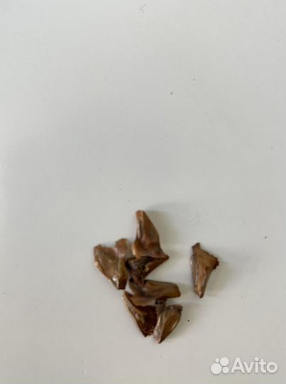 Семена хвойных деревьев