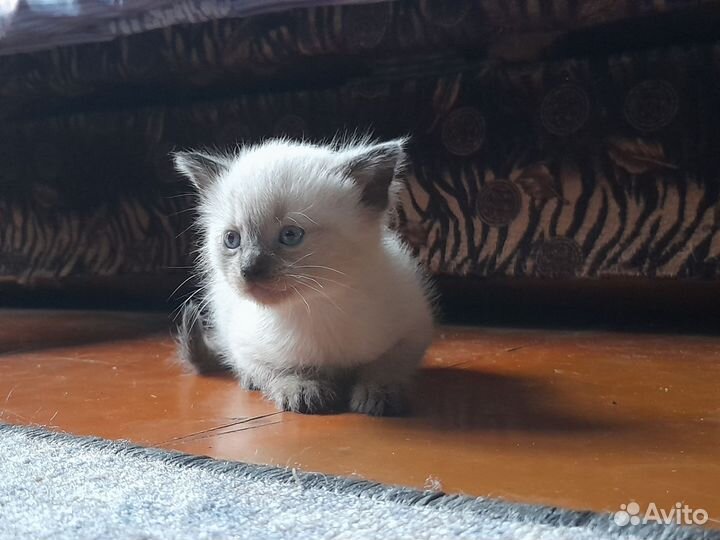 Кошечка в добрые руки