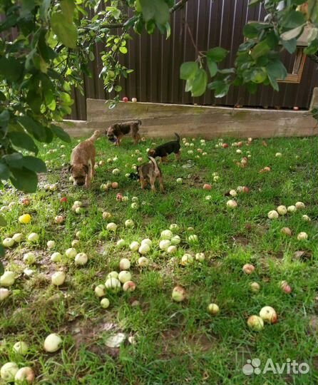 Гостиница-передержка для собак
