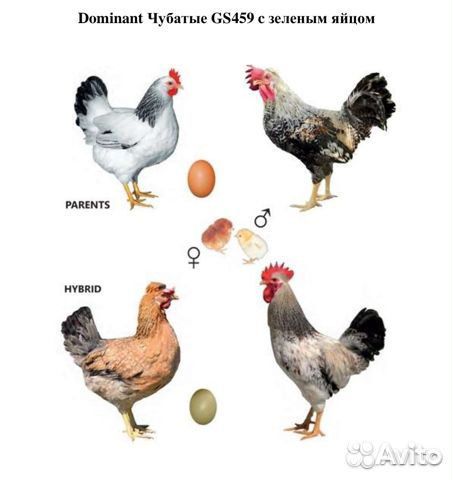 Яйцо лучшей несушки Доминант