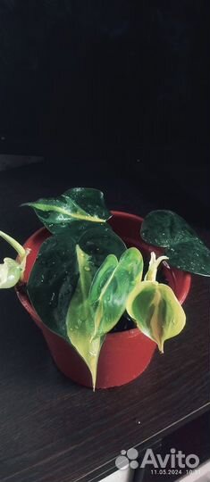 Комнатные цветы