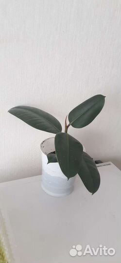 Фикус цветок