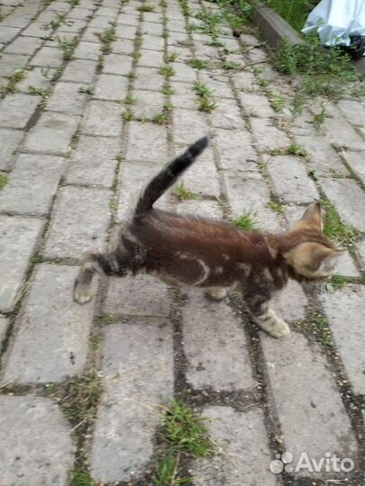 Котёнок 1 месяц