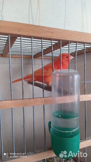 Кенара и канарейки