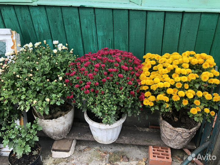 Хризантемы мультифлора