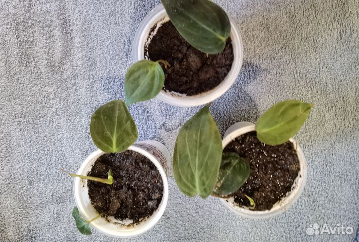 Филодендрон медиопикта