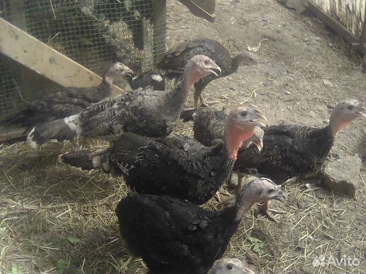 Индюшата, индюки