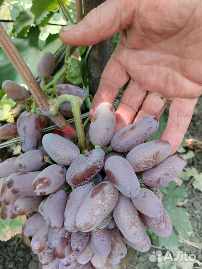 Саженцы винограда