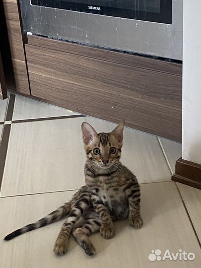 Бенгальский котенок мальчик