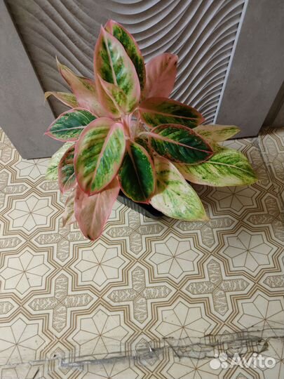 Аглаонема Сальмон фентази и Антуриумы