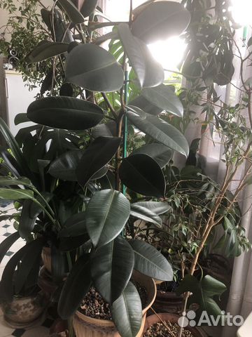 Фикус каучуконосный большой