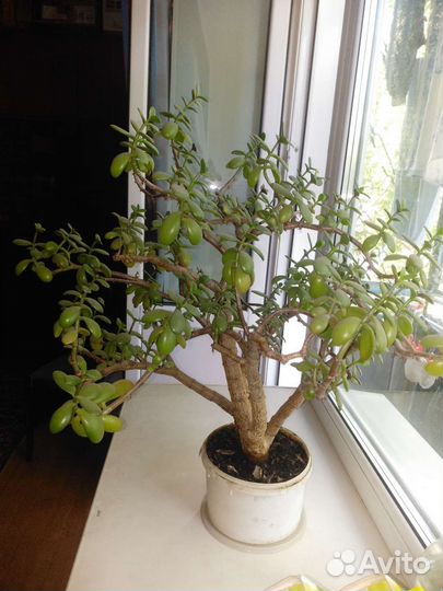 Денежное дерево, 2 ствола, красивое