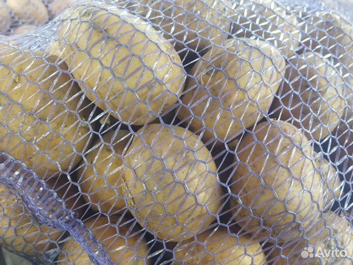 Семена,картошка, картофель