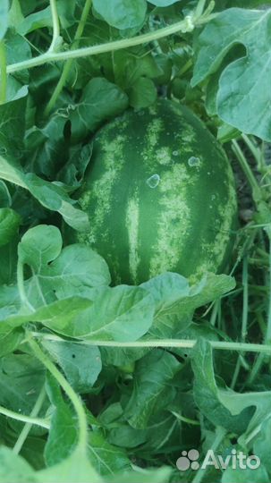 Отдых в Астрахани