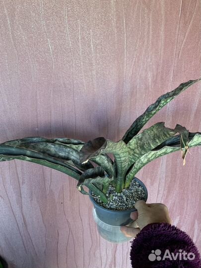 Сансиеверия