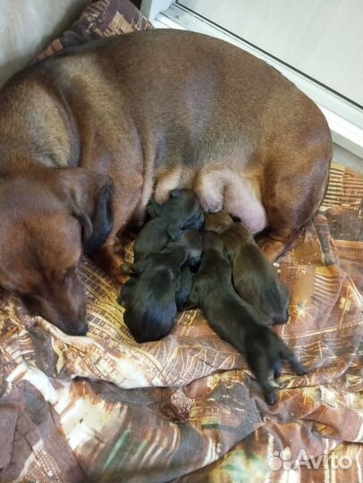 Щенки таксы