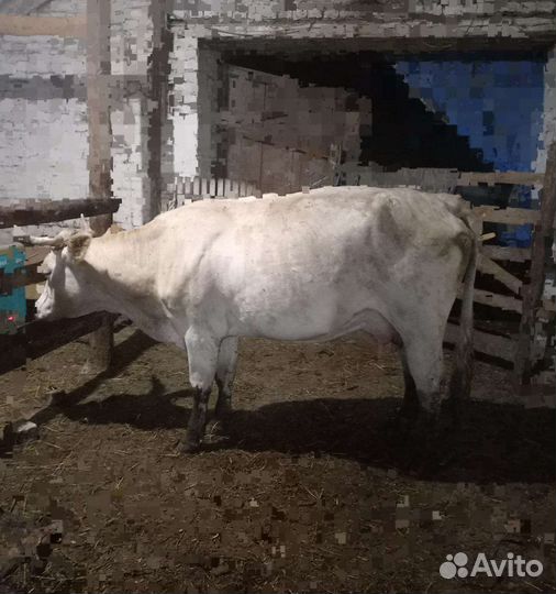 Корова с теленком