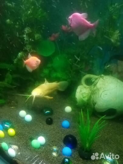 Сомики коридорасы