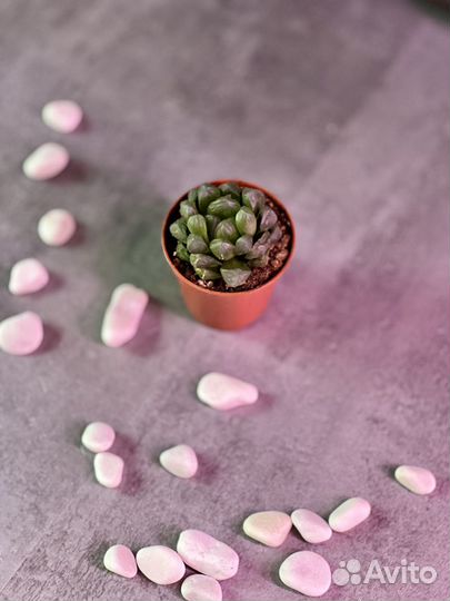 Хавортия Купера D5см (Haworthia Cooperi)