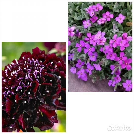 Семена. Лук на посадку. Рассада Чернокорня