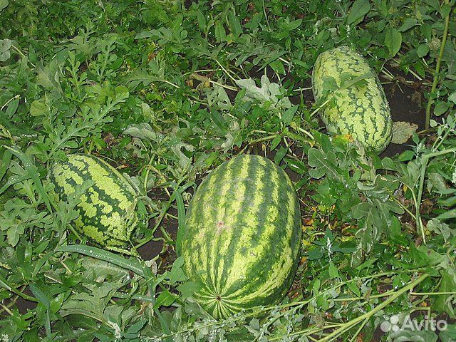 Арбуз оптом