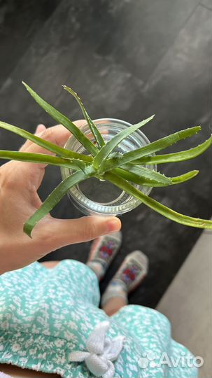 Алоэ столетник лечебный