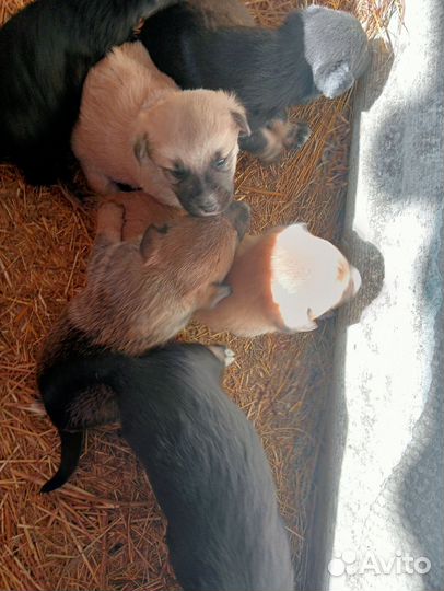 Щенки Бесплатно