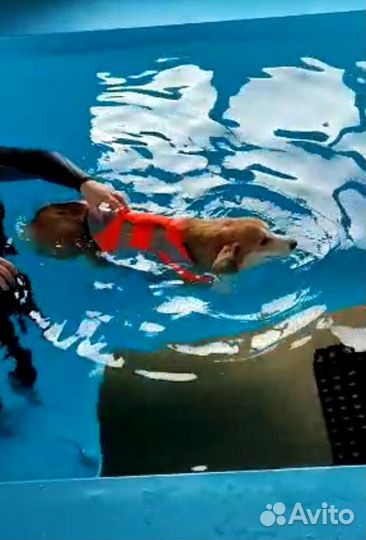 Бассейн (8мх2,5м) для собак всех пород