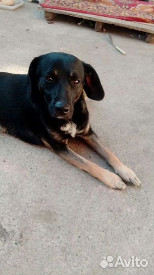 Девочка в добрые ручки