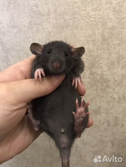 Чёрненькие Дамбо малыши крысята